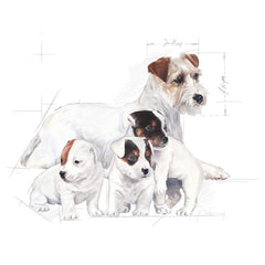 Royal Canin Baby Dog Milk